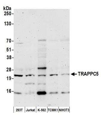 Western Blot: TRAPPC5 Antibody [NBP2-76386] - Samples: Whole cell lysate (50 ug) from HEK293T, Jurkat, K-562, mouse TCMK-1, and mouse NIH 3T3 cells prepared using NETN lysis buffer. Antibody: Affinity purified rabbit anti-TRAPPC5 antibody NBP2-76386 used for WB at 1:1000. Detection: Chemiluminescence with an exposure time of 3 minutes.