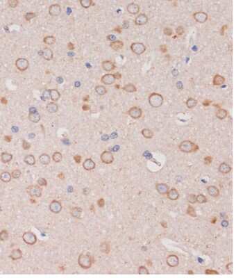 Immunohistochemistry-Paraffin TRAPPC6B Antibody - Azide and BSA Free