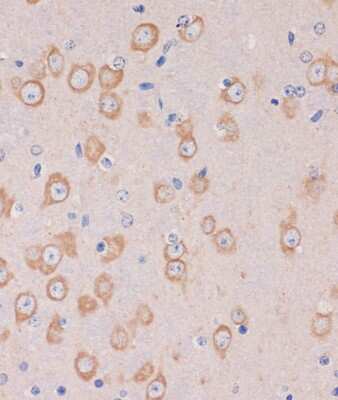 Immunohistochemistry-Paraffin TRAPPC6B Antibody - Azide and BSA Free