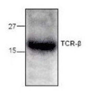 Western Blot: TRBC1 Antibody [NBP1-50786] - TRBC1 Antibody Jurkat cell lysate.