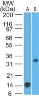 Western Blot: TREX1 Antibody (41M5F2) - Azide and BSA Free [NBP2-80992] - Analysis of A) TREX1 partial recombinant protein (0.2 ug/ml) and B) human heart tissue (2 ug/ml) using TREX1 antibody. Image from the standard format of this antibody.