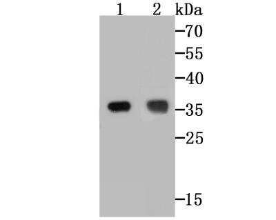 Western Blot: TREX1 Antibody (JG35-71) [NBP2-76875] - Western blot analysis of TREX1 on different cell lysates using anti-TREX1 at 1/500 dilution.Positive control:Line 1: A431 Line 2: SK-Br-3