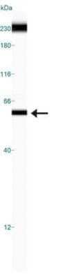 Simple Western: TRF-1 Antibody (57-6) - Azide and BSA Free [NBP2-80993] - Image shows a specific band for TRF1 in 0.5 mg/mL of HeLa lysate. This experiment was performed under reducing conditions using the 12-230 kDa separation system. Image from the standard format of this antibody.