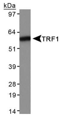 Western Blot: TRF-1 Antibody (57-6) - Azide and BSA Free [NBP2-80993] - Detection of TRF1 in HeLa whole cell extracts. Image from the standard format of this antibody.