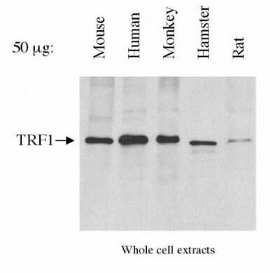 Western Blot: TRF-1 Antibody (57-6) - Azide and BSA Free [NBP2-80993] - Detection of TRF1. 50 ug of total lysate each lane. Image from the standard format of this antibody.