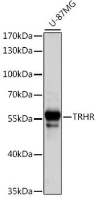 Western Blot TRHR Antibody - Azide and BSA Free