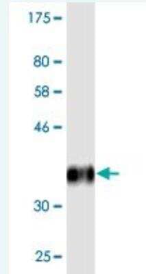 Western Blot: TRIB1 Antibody (6E5) [H00010221-M02] - Detection against Immunogen (36.85 KDa) .