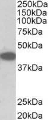 Western Blot: TRIB1 Antibody [NBP2-27557] - (0.1ug/ml) staining of NIH3T3 lysate (35ug protein in RIPA buffer). Primary incubation was 1 hour. Detected by chemiluminescence.