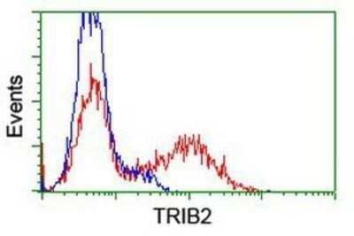 Flow Cytometry: TRIB2 Antibody (OTI8D11) - Azide and BSA Free [NBP2-74597] - HEK293T cells transfected with either overexpression plasmid (Red) or empty vector control plasmid (Blue) were immunostaining by anti-TRIB2 antibody, and then analyzed by flow cytometry.