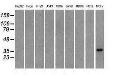 Western Blot: TRIB2 Antibody (OTI8D11) - Azide and BSA Free [NBP2-74597] - Analysis of extracts (35ug) from 9 different cell lines by using anti-TRIB2 monoclonal antibody.