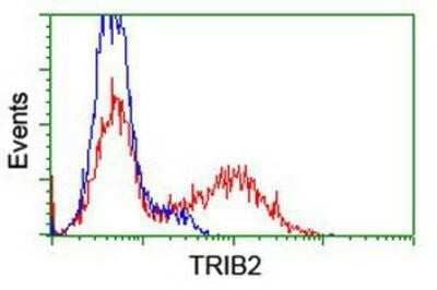 Flow Cytometry: TRIB2 Antibody (OTI8D11) [NBP1-48030] - HEK293T cells transfected with either overexpression plasmid (Red) or empty vector control plasmid (Blue) were immunostained by anti-TRIB2 antibody, and then analyzed by flow cytometry.