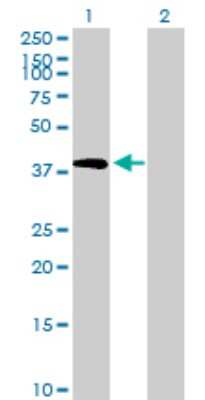 Western Blot: TRIB2 Antibody [H00028951-B01P] - Analysis of TRIB2 expression in transfected 293T cell line by TRIB2 polyclonal antibody.  Lane 1: TRIB2 transfected lysate(37.73 KDa). Lane 2: Non-transfected lysate.