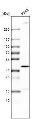 Western Blot: TRIB2 Antibody [NBP1-83326] - Analysis in human cell line K562.