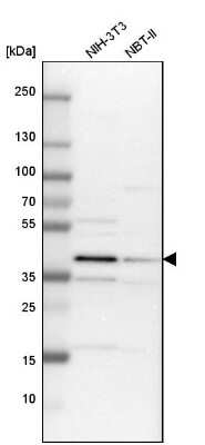 Western Blot: TRIB2 Antibody [NBP1-83326] - Analysis in mouse cell line NIH-3T3 and rat cell line NBT-II.