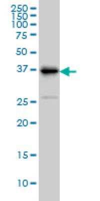 Western Blot: TRIB3 Antibody (2D1) [H00057761-M08] - TRIB3 monoclonal antibody (M08), clone 2D1 Western Blot analysis of TRIB3 expression in HepG2 ( Cat # L019V1 ).