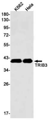 Western Blot: TRIB3 Antibody (S01-9D1) [NBP3-15103] - Western blot detection of TRIB3 in K562, Hela cell lysates using TRIB3 Rabbit mAb (1:1000 diluted). Predicted band size: 40kDa. Observed band size: 40kDa.