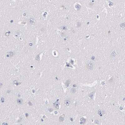 Immunohistochemistry-Paraffin: TRIM Antibody [NBP1-89660] - Staining of human cerebral cortex shows low expression as expected.