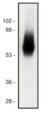 Western Blot: TRIM Antibody (TRIM-04) [NB500-485] -  Human Jurkat T cell line lysate (1% laurylmaltoside); non-reduced sample, immunostained by  mAb TRIM-04 and goat anti-mouse IgG (H+L)-HRP conjugate.