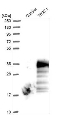 Western Blot: TRIM Antibody [NBP1-89660] - Analysis in control (vector only transfected HEK293T lysate) and TRAT1 over-expression lysate (Co-expressed with a C-terminal myc-DDK tag (3.1 kDa) in mammalian HEK293T cells).