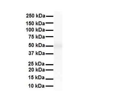 Western Blot: TRIM10 Antibody [NBP2-85984] - WB Suggested Anti-TRIM10 antibody Titration: 1 ug/mL. Sample Type: Human liver