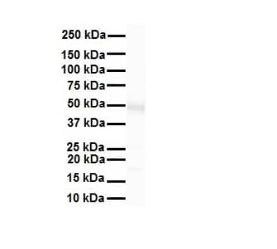 Western Blot: TRIM10 Antibody [NBP2-85985] - WB Suggested Anti-TRIM10 antibody Titration: 1 ug/mL. Sample Type: Human heart