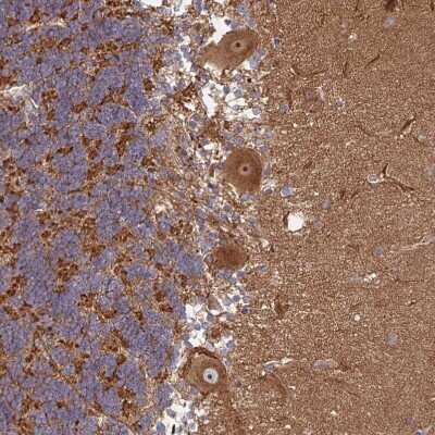 Immunohistochemistry-Paraffin: TRIM14 Antibody [NBP2-47596] - Staining of human cerebellum shows moderate to strong cytoplasmic positivity in Purkinje cells.