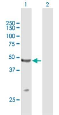 Western Blot: TRIM14 Antibody [H00009830-B01P] - Analysis of TRIM14 expression in transfected 293T cell line by TRIM14 polyclonal antibody.  Lane 1: TRIM14 transfected lysate(48.62 KDa). Lane 2: Non-transfected lysate.