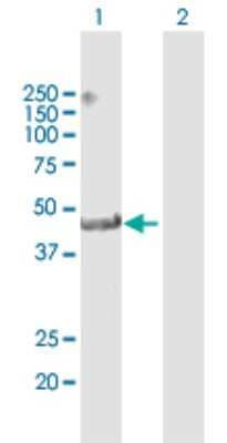 Western Blot: TRIM14 Antibody [H00009830-D01P] - Analysis of TRIM14 expression in transfected 293T cell line by TRIM14 polyclonal antibody.Lane 1: TRIM14 transfected lysate(49.80 KDa).Lane 2: Non-transfected lysate.