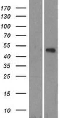 Western Blot: TRIM14 Overexpression Lysate (Adult Normal) [NBP2-05904] Left-Empty vector transfected control cell lysate (HEK293 cell lysate); Right -Over-expression Lysate for TRIM14.