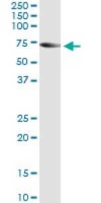 Immunoprecipitation: TRIM16 Antibody (5F4) [H00010626-M01] - Analysis of TRIM16 transfected lysate using anti-TRIM16 monoclonal antibody and Protein A Magnetic Bead, and immunoblotted with TRIM16 MaxPab rabbit polyclonal antibody.