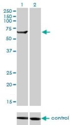 Western Blot: TRIM16 Antibody (5F4) [H00010626-M01] - Analysis of TRIM16 over-expressed 293 cell line, cotransfected with TRIM16 Validated Chimera RNAi ( Cat # H00010626-R01V ) (Lane 2) or non-transfected control (Lane 1). Blot probed with TRIM16 monoclonal antibody (M01), clone 5F4 (Cat # H00010626-M01 ). GAPDH ( 36.1 kDa ) used as specificity and loading control.