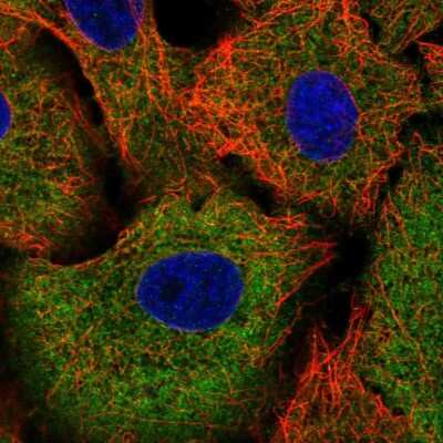 Immunocytochemistry/Immunofluorescence: TRIM16 Antibody [NBP2-56990] - Staining of human cell line A549 shows localization to cytosol.