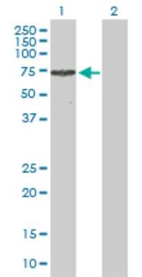 Western Blot: TRIM16 Antibody [H00010626-D01P] - Analysis of TRIM16 expression in transfected 293T cell line by TRIM16 polyclonal antibody.Lane 1: TRIM16 transfected lysate(64.00 KDa).Lane 2: Non-transfected lysate.