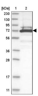 Western Blot: TRIM16 Antibody [NBP1-84921] - Lane 1: Marker  [kDa] 230, 130, 95, 72, 56, 36, 28, 17, 11.  Lane 2: Human cell line RT-4