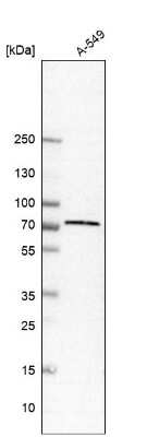 Western Blot: TRIM16 Antibody [NBP1-84921] - Analysis in human cell line A-549.