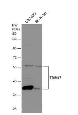 Western Blot TRIM17 Antibody