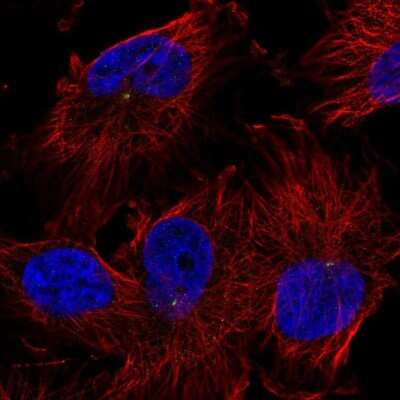 Immunocytochemistry/Immunofluorescence: TRIM2 Antibody [NBP1-81504] - Staining of human cell line U-251 MG shows localization to centrosome. Antibody staining is shown in green.