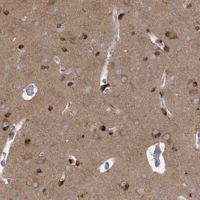 Immunohistochemistry-Paraffin: TRIM2 Antibody [NBP1-81504] - Staining of human cerebral cortex shows high expression.