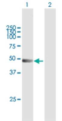Western Blot: TRIM21/SSA1 Antibody [H00006737-B01P] - Analysis of TRIM21 expression in transfected 293T cell line by TRIM21 polyclonal antibody.  Lane 1: TRIM21 transfected lysate(52.25 KDa). Lane 2: Non-transfected lysate.