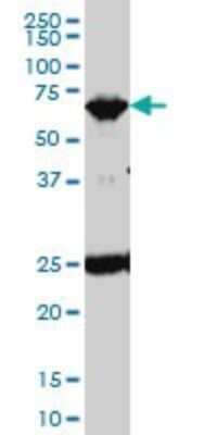 Western Blot: TRIM25 Antibody (2B12) [H00007706-M01] - TRIM25 monoclonal antibody (M01), clone 2B12 Analysis of TRIM25 expression in Hela S3 NE.