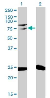 Western Blot: TRIM25 Antibody (2B12) [H00007706-M01] - Analysis of TRIM25 expression in transfected 293T cell line by TRIM25 monoclonal antibody (M01), clone 2B12.Lane 1: TRIM25 transfected lysate(71 KDa).Lane 2: Non-transfected lysate.