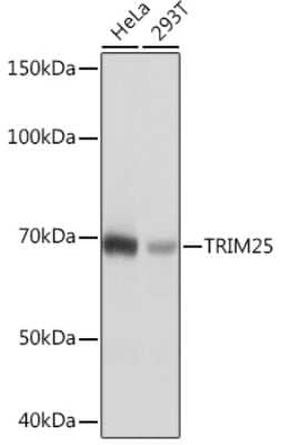 Western Blot: TRIM25 Antibody (4Q0D2) [NBP3-16382] - Western blot analysis of extracts of various cell lines, using TRIM25 Rabbit mAb (NBP3-16382) at 1:1000 dilution. Secondary antibody: HRP Goat Anti-Rabbit IgG (H+L) at 1:10000 dilution. Lysates/proteins: 25ug per lane. Blocking buffer: 3% nonfat dry milk in TBST. Detection: ECL Basic Kit. Exposure time: 1s.