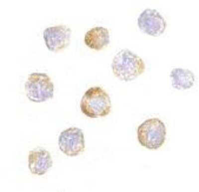 Immunocytochemistry/Immunofluorescence: TRIM25 Antibody [NBP1-76825] - HeLa cells with TRIM25 antibody at 20 ug/ml.