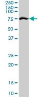 Western Blot: TRIM25 Antibody [H00007706-B01P] - Analysis of TRIM25 expression in Hela S3 NE.