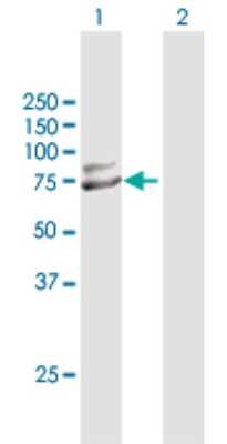 Western Blot: TRIM25 Antibody [H00007706-B01P] - Analysis of TRIM25 expression in transfected 293T cell line by TRIM25 polyclonal antibody.  Lane 1: TRIM25 transfected lysate(69.3 KDa). Lane 2: Non-transfected lysate.