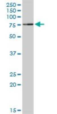 Western Blot: TRIM25 Antibody [H00007706-D01P] - Analysis of TRIM25 expression in human placenta.