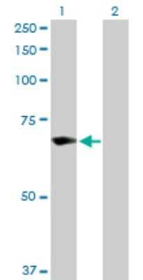 Western Blot: TRIM25 Antibody [H00007706-D01P] - Analysis of TRIM25 expression in transfected 293T cell line by TRIM25 polyclonal antibody.Lane 1: TRIM25 transfected lysate(71.00 KDa).Lane 2: Non-transfected lysate.