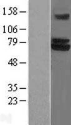 Western Blot: TRIM25 Overexpression Lysate (Adult Normal) [NBL1-17285] Left-Empty vector transfected control cell lysate (HEK293 cell lysate); Right -Over-expression Lysate for TRIM25.