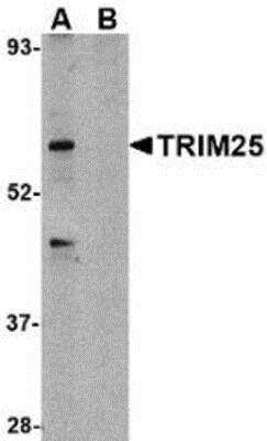 Western Blot TRIM25 Antibody Blocking Peptide