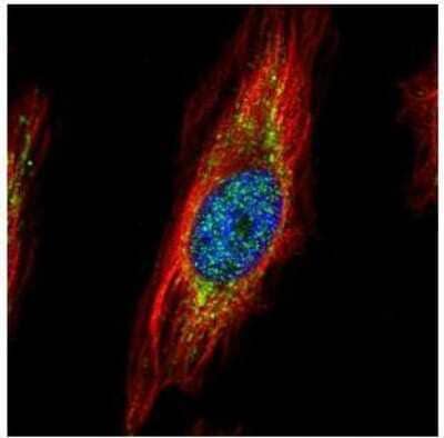 Immunocytochemistry/Immunofluorescence: TRIM27 Antibody [NBP1-32098] - TRIM27 antibody Confocal immunofluorescence analysis (Olympus FV10i) of paraformaldehyde-fixed HeLa, using TRIM27 antibody (Green) at 1:500 dilution.